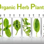 Organic Herb Plants