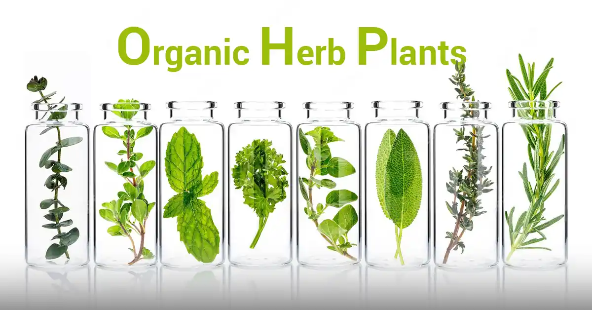 Organic Herb Plants