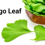 Ginkgo Leaf